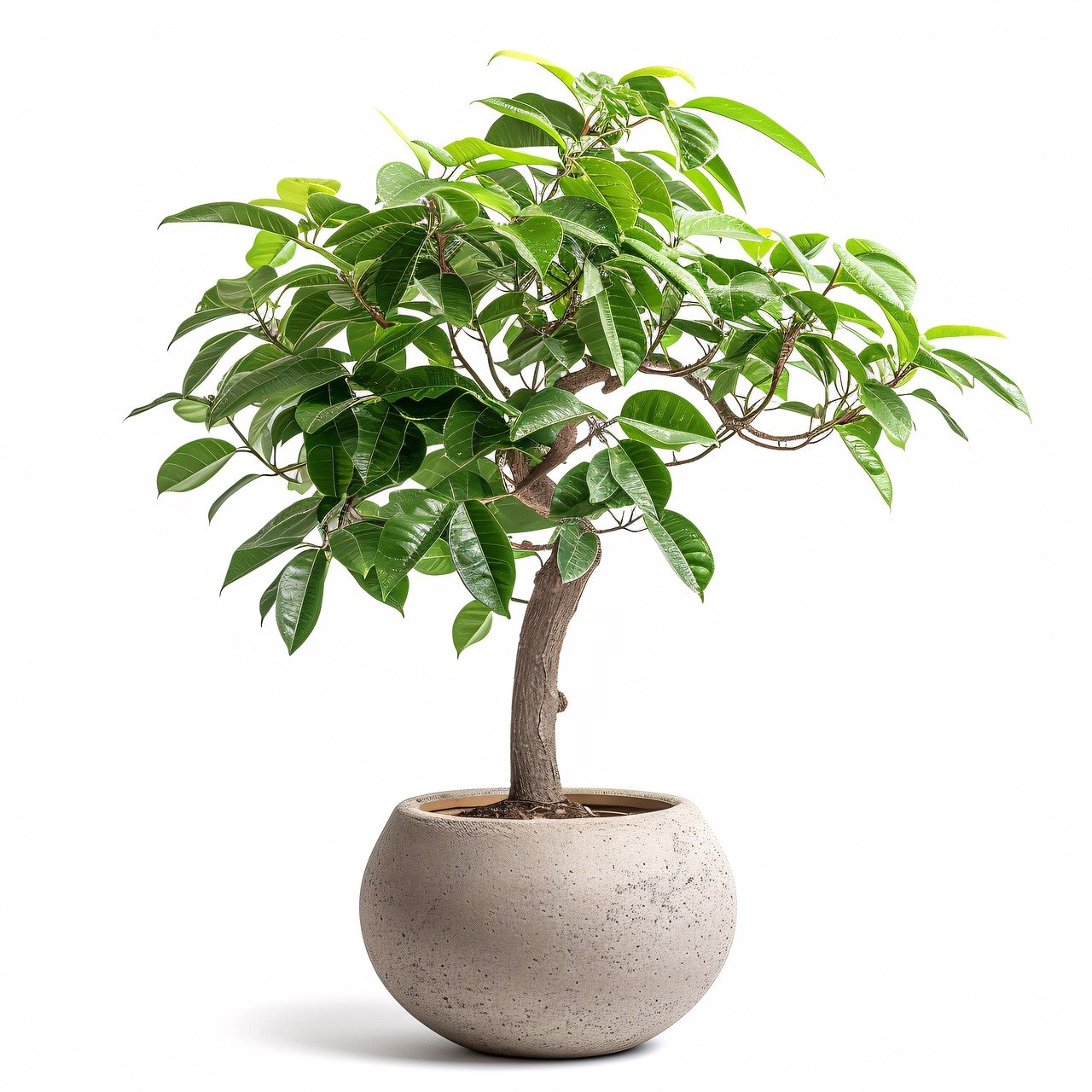 indoor plants that can grow outside